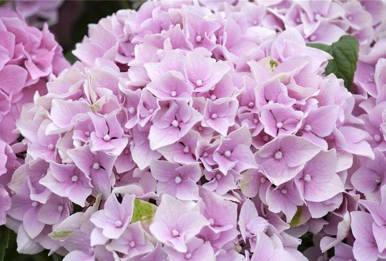 Hydrangea macrophylla
