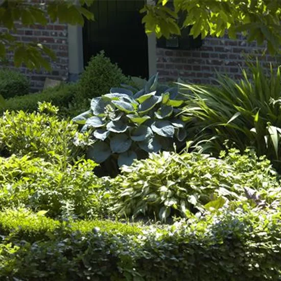 Vorhang auf: hier kommen die Blattschmuckpflanzen!
