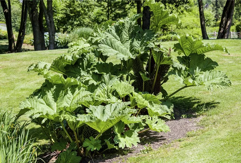 Gunnera manicata