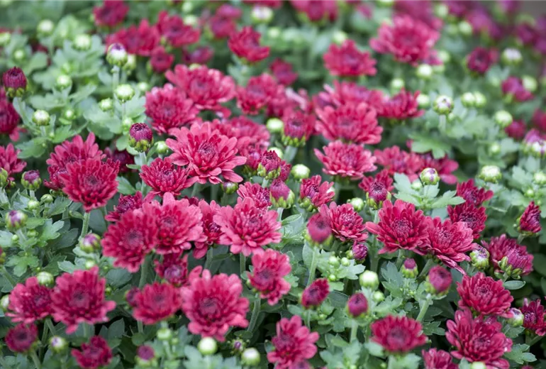 Chrysanthemum indicum