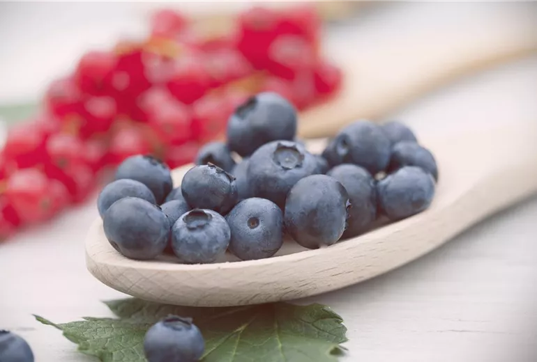 Vaccinium corymbosum