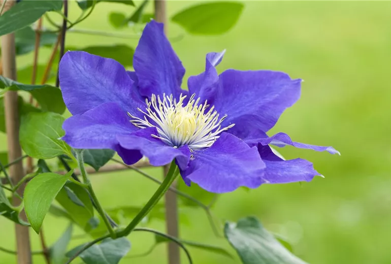Clematis, blau