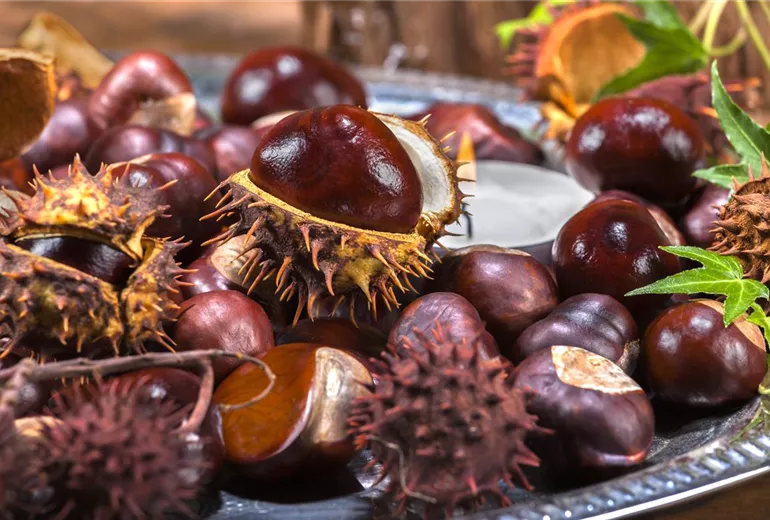 Aesculus hippocastanum