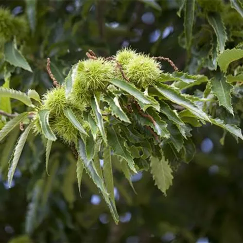 Castanea sativa 'Bonaventura' CAC