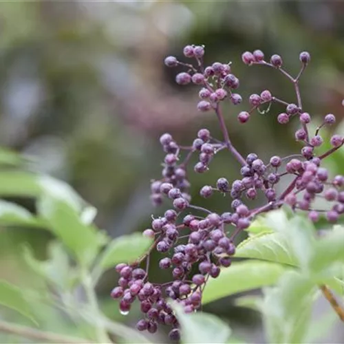 Sambucus nigra