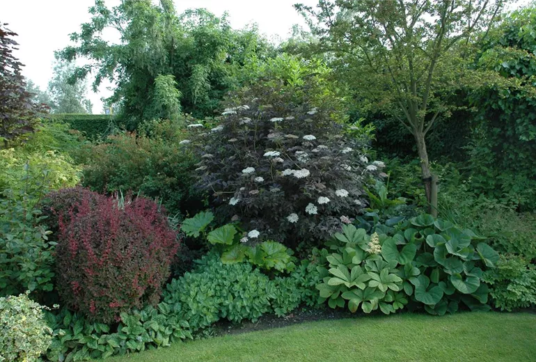 Sambucus nigra 'Purpurea'