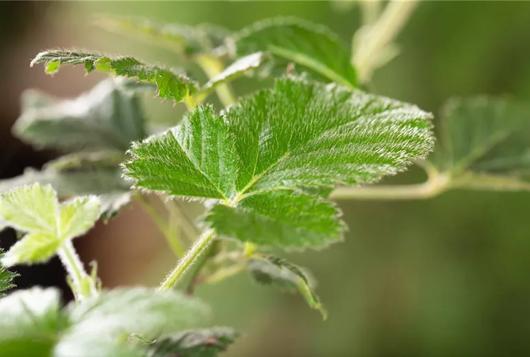 Rubus fruticosus 'Loch Ness'(s)