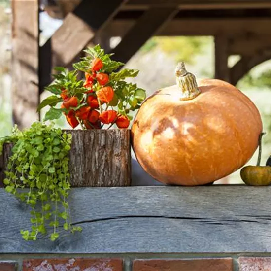 Der schöne Balkonkasten im Herbst: es muss nicht immer grau in grau sein!