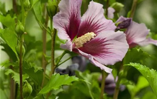Hibiscus syriacus 'Russian Violet'