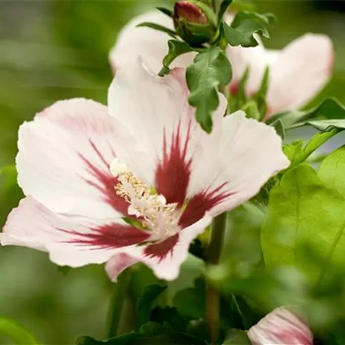 Hibiscus syriacus 'Mathilde'