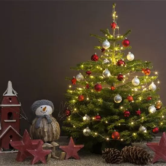 Tradition des Weihnachtsbaums