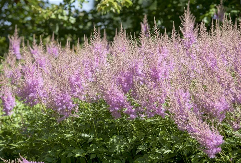 Astilbe japonica