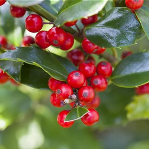 Ilex aquif.'Alaska'
