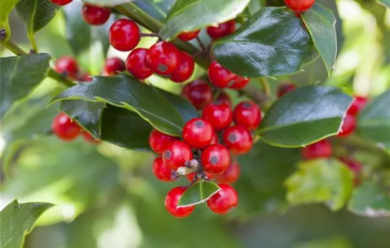 Ilex aquif.'Alaska'