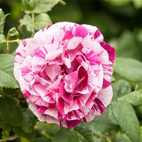 Rosa damascena
