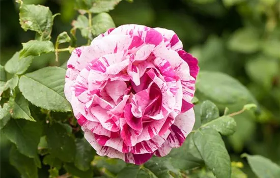 Rosa damascena