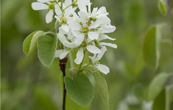 Amelanchier rotundifolia