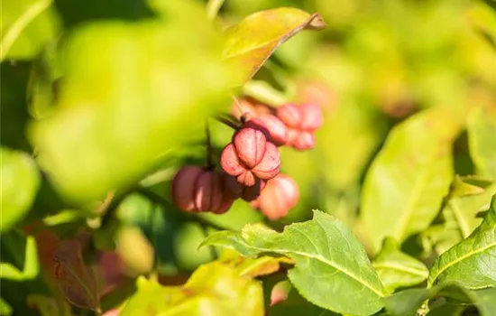 Euonymus europaeus