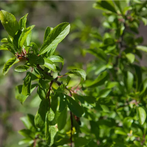 Prunus spinosa