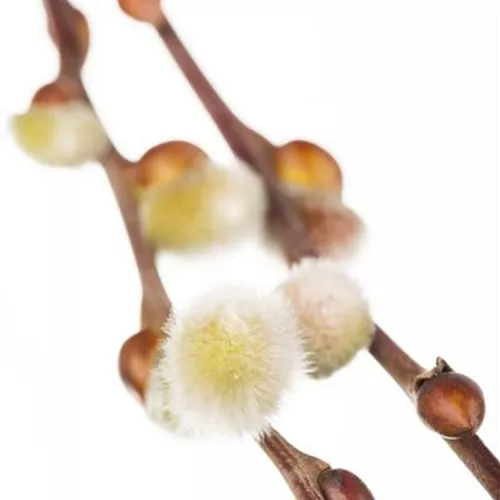 Salix caprea