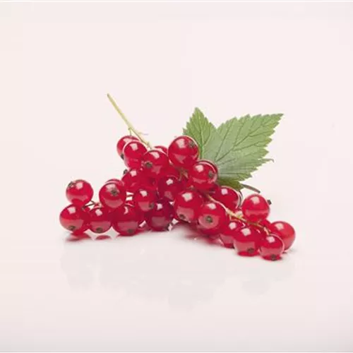 Ribes rubrum 'Rovada' CAC