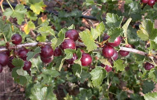 Ribes Jostabeere CAC