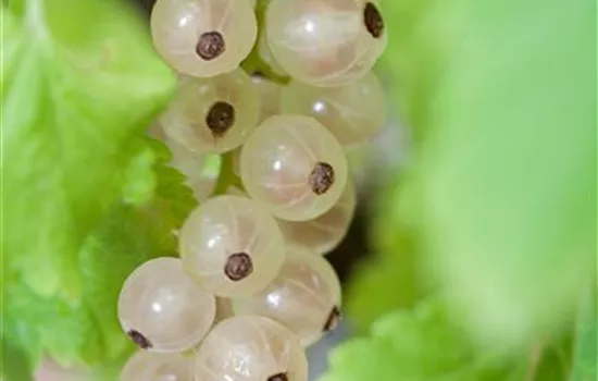 Ribes sativum 'Weiße Versailler' CAC