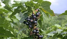 Schwarze Johannisbeere 'Ben Alder' -S-