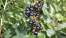 Schwarze Johannisbeere 'Ben Alder' -S-