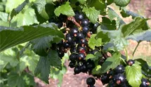 Schwarze Johannisbeere 'Ben Alder' -S-