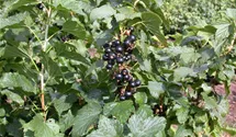 Schwarze Johannisbeere 'Ben Alder' -S-