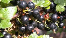 Schwarze Johannisbeere 'Ben Alder' -S-
