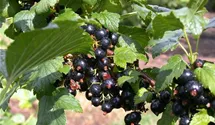 Schwarze Johannisbeere 'Ben Alder' -S-