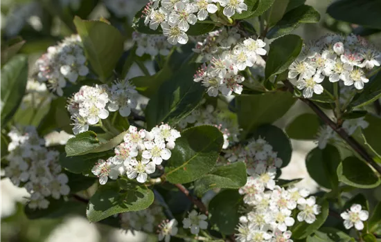 Aronia prunifolia 'Viking'
