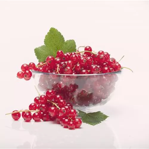 Ribes rubrum 'Rolan' CAC