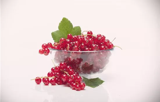 Ribes rubrum 'Rolan' CAC