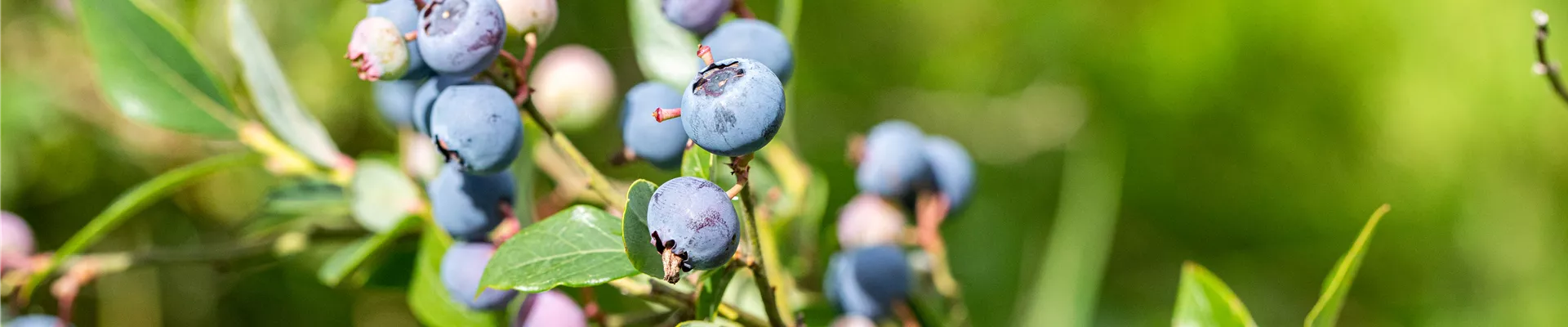 Vaccinium corymbosum