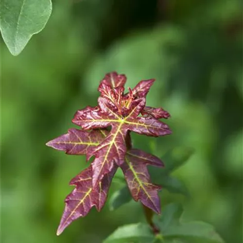 Acer campestre 'Elsrijk'
