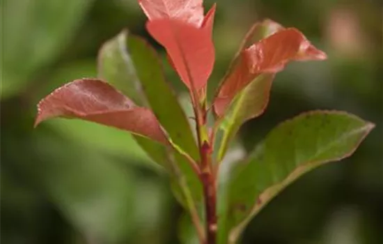 Photinia fraseri 'Robusta Compacta'