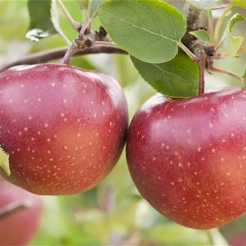 Malus 'Jonagold' CAC