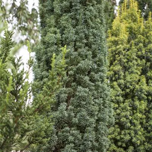 Taxus baccata 'Fastigiata Robusta' Taxus baccata 'Fastigiata Robusta'