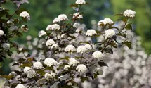 Blasenspiere 'Diabolo' ®