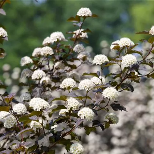 Physocarpus opulifolius 'Diabolo'