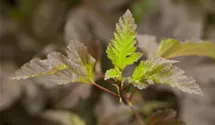 Blasenspiere 'Diabolo' ®