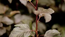 Blasenspiere 'Diabolo' ®