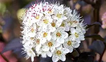 Blasenspiere 'Diabolo' ®