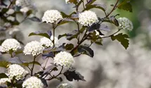 Blasenspiere 'Diabolo' ®