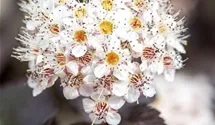 Blasenspiere 'Diabolo' ®