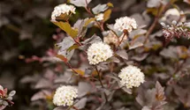 Blasenspiere 'Diabolo' ®