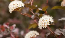 Blasenspiere 'Diabolo' ®